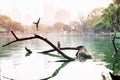 A picture of a bringer on a wooden tree in a pond and a view of a city building Royalty Free Stock Photo