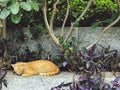 Picture of a brown cat lying under a tree Royalty Free Stock Photo