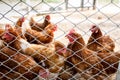 Picture of brown chicken hen in Hens poultry farm. Chickens at free range. Royalty Free Stock Photo