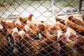 Picture of brown chicken hen in Hens poultry farm. Chickens at free range. Royalty Free Stock Photo