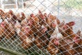 Picture of brown chicken hen in Hens poultry farm. Chickens at free range. Royalty Free Stock Photo