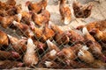 Picture of brown chicken hen in Hens poultry farm. Chickens at free range. Royalty Free Stock Photo