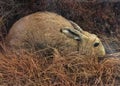 Brown Grey Rabbit in Long Grass Royalty Free Stock Photo
