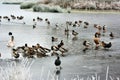 A picture of Brown Moss in winter