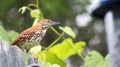 Brown Thrasher Yellow Eyes Bird on Fence with Grape Vines and Trees in Background