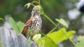 Brown Thrasher Yellow Eyes Bird on Fence with Grape Vines and Trees in Background