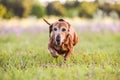 Picture of a brown Wiener dog running