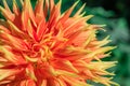 Red and yellow Cactus Dahlia flower close up Royalty Free Stock Photo