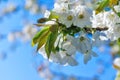 Picture of a bud on a tree Royalty Free Stock Photo