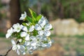 Picture of a bud on a tree Royalty Free Stock Photo