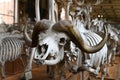 Picture of a buffalo skeleton located in the natural history museum of Paris.