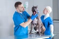 Picture of a bulldog at a vet appointment. Examination of the teeth. Surgical lookout. Veterinary medicine concept