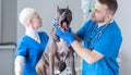 Picture of a bulldog at a vet appointment. Examination of the teeth. Surgical lookout. Veterinary medicine concept