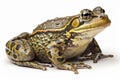 picture of Bullfrog on white background generative AI