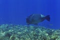 A picture of a bump head parrot fish