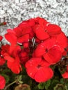 Dark Red Geranium Pelargonium Flower Royalty Free Stock Photo