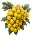 Picture of a bunch of golden grapes with grape leaves, with a white background.