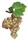 Picture of a bunch of grapes