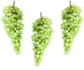 A picture of a bunch of green grape bunches