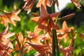 Picture of a bunch of striped Barbados lily Hippeastrum striatum Royalty Free Stock Photo