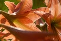 Picture of a bunch of striped Barbados lily Hippeastrum striatum Royalty Free Stock Photo