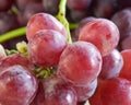 A picture of a bunch of violet grape bunches