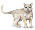 Picture of a Burmese cat