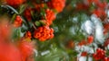 Blurry Pointleaf Manzanita Bushes Up Close in Colorful Mexico City