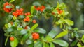 Pointleaf Manzanita, also known as Arctostaphylos pungens, Bushes Up Close