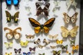 Butterflies In A Case At The Harvard Museum Of Natural History, Boston, Massachusetts