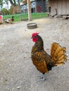 Chicken in the yard Royalty Free Stock Photo