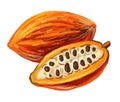 Picture of cacao