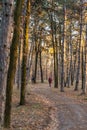 Picture for calendar pine forest. Trunks of trees in the autumn