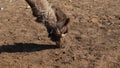 A picture of a camel that sniffing camel feces