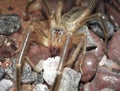 Close up image of a Camel Spider