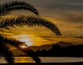 A sunset in a Cambrils beach. Palm tree vision.