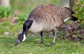 Picture with a Canada goose cleaning feathers Royalty Free Stock Photo