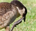 Picture with a Canada goose cleaning feathers Royalty Free Stock Photo