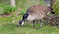 Picture with a Canada goose cleaning feathers Royalty Free Stock Photo