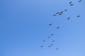 Canadian geese flying in the sky