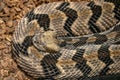 Canebrake rattlesnake Royalty Free Stock Photo