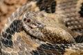 Canebrake rattlesnake Royalty Free Stock Photo