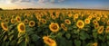 The photo of Sunflower Garden