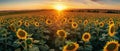 The photo of Sunflower Garden