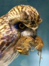 Brown feathered Owl with mouse in beak