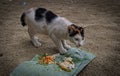 The picture captures a cat relishing its meal, showing a content expression while savoring the food.