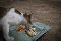 The picture captures a cat relishing its meal, showing a content expression while savoring the food.