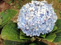 Close-up of light blue Hydrangea flower blooming in Blossom Hydel Park, Kerala, India