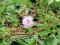 Close-up of Mimosa pudica flower blooming in Blossom Hydel Park, Kerala, India Royalty Free Stock Photo