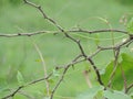 Thorny stems and Vine plant twining on it- save environment background